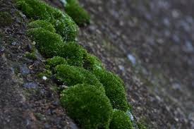 Attēlu rezultāti vaicājumam “Bryum”