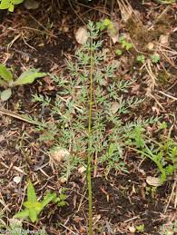 Attēlu rezultāti vaicājumam “Peucedanum palustre”