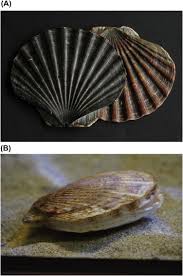 Image result for Placopecten magellanicus