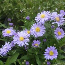 Image result for Aster novi-belgii