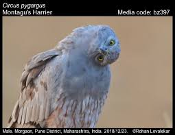 Attēlu rezultāti vaicājumam “Circus pygargus adult”