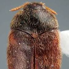 Attēlu rezultāti vaicājumam “Dermestidae”