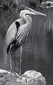 Image result for heron