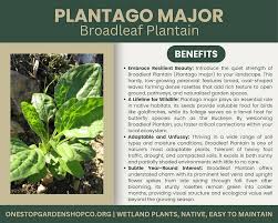 Attēlu rezultāti vaicājumam “Plantago major leaf”