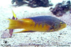 Image result for Scarus zelindae