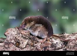 Attēlu rezultāti vaicājumam “Sorex araneus”