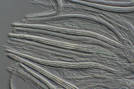 Attēlu rezultāti vaicājumam “Stictis”