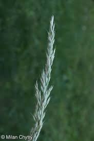 Attēlu rezultāti vaicājumam “Arrhenatherum elatius”