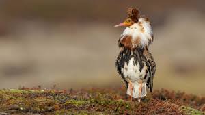 Attēlu rezultāti vaicājumam “Philomachus pugnax”