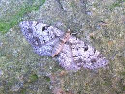 Attēlu rezultāti vaicājumam “Eupithecia tantillaria”