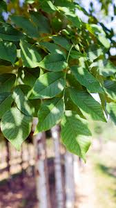 Attēlu rezultāti vaicājumam “Cladrastis kentukea leaf”