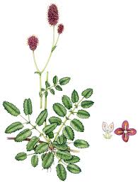 Image result for Sanguisorba officinalis