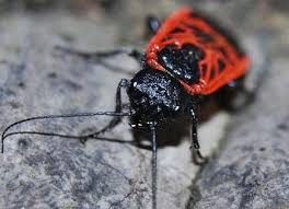 Attēlu rezultāti vaicājumam “Caenolyda reticulata”