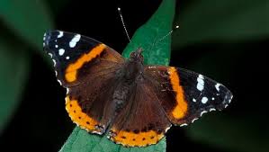 Attēlu rezultāti vaicājumam “Insecta”