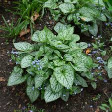 Attēlu rezultāti vaicājumam “Brunnera macrophylla”