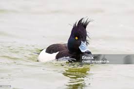 Attēlu rezultāti vaicājumam “Aythya fuligula male”