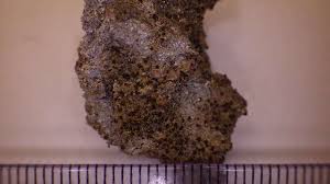 Attēlu rezultāti vaicājumam “Arthonia vinosa”