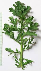 Attēlu rezultāti vaicājumam “Jacobaea vulgaris leaf”