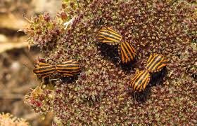 Attēlu rezultāti vaicājumam “Graphosoma lineatum imago”