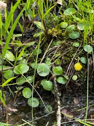 Attēlu rezultāti vaicājumam “Hydrocotyle vulgaris”