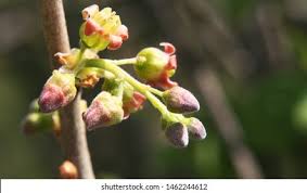 Attēlu rezultāti vaicājumam “Ribes nigrum flower”