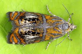 Attēlu rezultāti vaicājumam “Olethreutes arcuella”