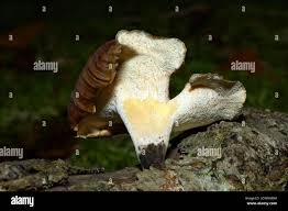 Attēlu rezultāti vaicājumam “Polyporus tubaeformis”