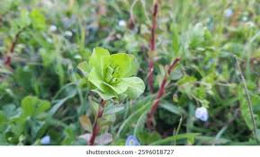 Attēlu rezultāti vaicājumam “Euphorbia helioscopia leaf”