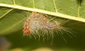 Attēlu rezultāti vaicājumam “Lymantria dispar larva”