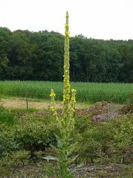 Image result for Königskerzen