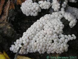 Attēlu rezultāti vaicājumam “Didymium crustaceum spores”