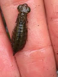 Attēlu rezultāti vaicājumam “Raphidioptera larva”