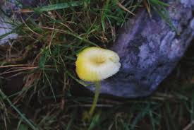 Attēlu rezultāti vaicājumam “Cribraria aurantiaca var. persoonii macro”