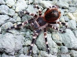 Znalezione obrazy dla zapytania geniculata