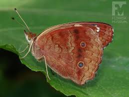 Attēlu rezultāti vaicājumam “Diachea muscorum young”