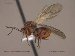 Attēlu rezultāti vaicājumam “Cynipidae”