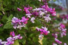 Attēlu rezultāti vaicājumam “Dipogon sp.”