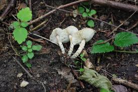 Attēlu rezultāti vaicājumam “Lactarius lygniotus”