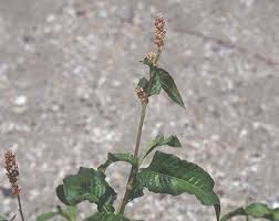 Attēlu rezultāti vaicājumam “Persicaria lapathifolia fruit”