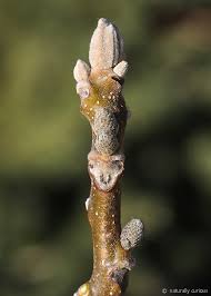 Attēlu rezultāti vaicājumam “Juglans cinerea leaf”