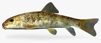 Image result for Catostomus commersonii