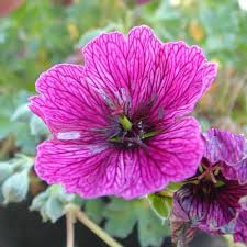 Image result for Geranium `Purple Haze`