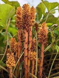 Attēlu rezultāti vaicājumam “Orobanche elatior flower”