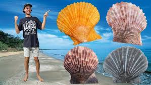 Image result for mountain top seashell