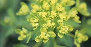 Attēlu rezultāti vaicājumam “Euphorbia palustris leaf”
