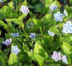 Attēlu rezultāti vaicājumam “Omphalodes verna leaf”