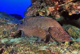 Image result for Dermatolepis inermis