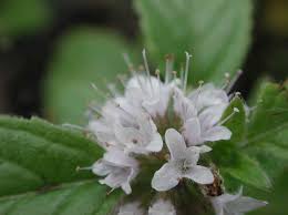 Attēlu rezultāti vaicājumam “Mentha arvensis bud”