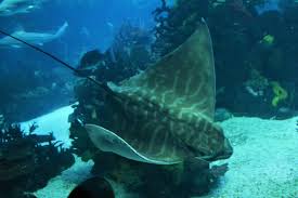 Image result for Aetomylaeus bovinus