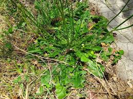 Attēlu rezultāti vaicājumam “Hypochaeris radicata fruit”